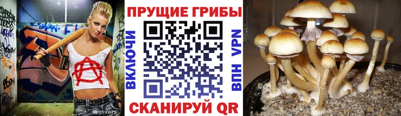 Псилоцибиновые грибы GOLDEN TEACHER  купить  сайты  Уссурийск 
